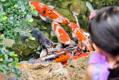 How Big Do Koi Fish Get? 3 Aquatic Habitat