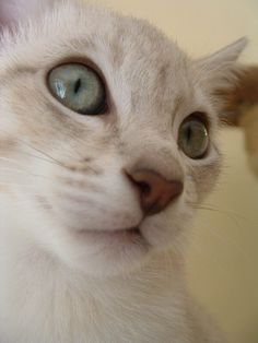 a white cat with blue eyes looking at the camera