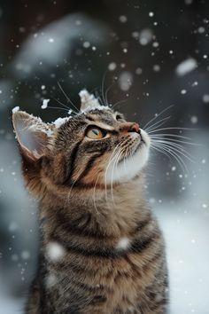 a cat looking up at the snow falling on it's head and back paws