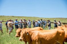 a group of people standing around some brown cows