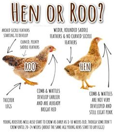 an image of hens and roosters labeled in different words on a white background