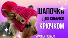 a small dog wearing a pink knitted hat