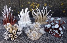 several different types of corals on the ground