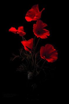 some red flowers in a vase on a black background