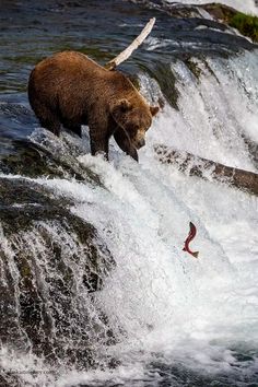 Bear Viewing in Alaska - Best Places, Tours & Tips Kodiak Island, Kodiak Bear, Katmai National Park, Kenai Fjords, Salmon Run, Zone 5, Denali National Park, Alaska Travel, Grizzly Bear