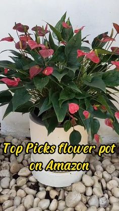 top picks flower pot on amazon