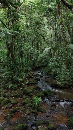 a stream running through a lush green forest