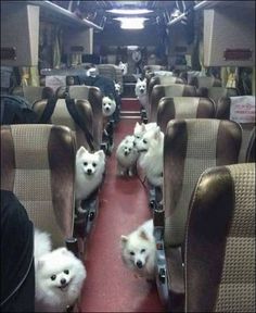 two small white dogs are sitting in the aisle of an airplane with their heads down