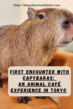 a capybara sitting on top of an orange chair with the caption first encounter with capybaras an animal cafe experience in tokyo