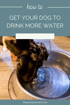 a dog drinking water from a metal bowl with the words how to get your dog to drink more water