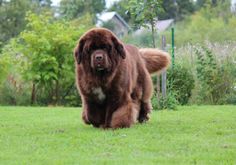 a large brown dog walking across a lush green field