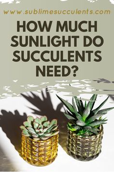 two succulents in gold pots with the words how much sunlight do succulents need?