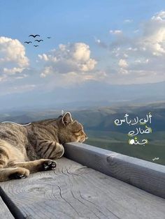 a cat that is laying down on a wooden ledge looking out at the sky and mountains