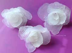 three white flowers are sitting on a purple surface