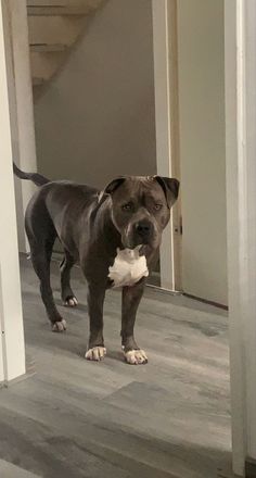 a dog is standing on the floor with a piece of paper in it's mouth