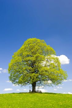 a large green tree sitting on top of a lush green field under a blue sky