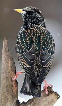 a black bird sitting on top of a tree branch