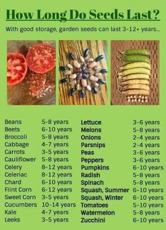 an image of how long do seeds last?