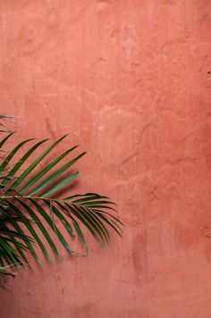 a pink wall with a palm tree next to it and the caption says, el claror enviar