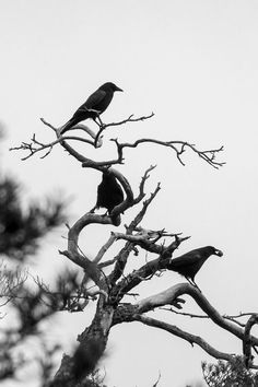 two black birds sitting on top of a tree in the middle of a cloudy sky