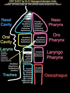 a poster with the names of different types of people's brain structures in it