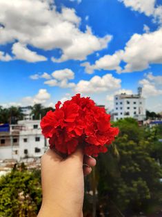 a hand holding red flowers in front of a blue sky with white clouds