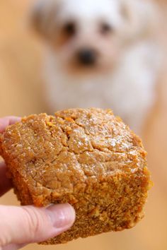 a person holding a piece of food in front of a small white and brown dog