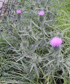 purple flowers growing in the grass near a fence