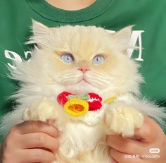 a white cat with blue eyes holding a yellow and red flower in it's mouth