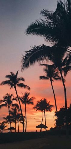 palm trees are silhouetted against an orange and pink sunset