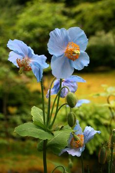 two blue flowers with green leaves in the foreground and trees in the back ground