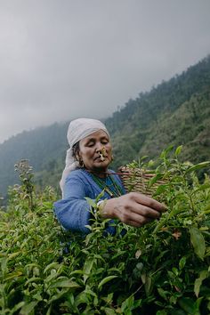 a woman picking tea leaves from a bush with mountains in the background