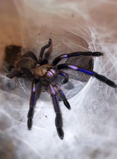 a purple and black spider sitting on top of a web