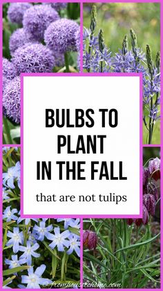 the words bulbs to plant in the fall that are not tulips