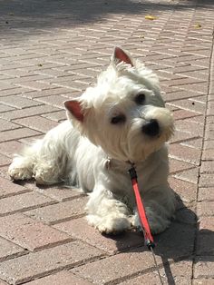 a small white dog sitting on top of a brick sidewalk next to a red leash