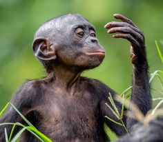 a baby chimpan holding its hand up in the air