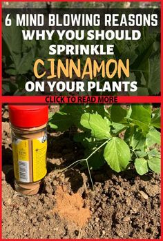 a jar filled with cinnamon sits in the dirt next to some plants and dirt on the ground