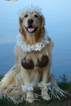 a golden retriever sitting on the grass next to water wearing a lei and flowers