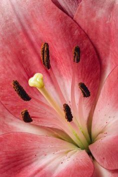 the inside of a pink flower that is blooming