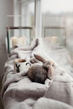 a small rabbit sitting on top of a blanket next to a cup filled with coffee