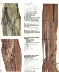 an image of the muscles and their functions in human body diagram with description on white background