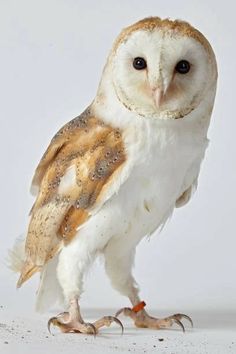 an owl is standing on its hind legs