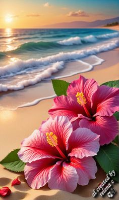 two pink flowers sitting on top of a sandy beach next to the ocean at sunset