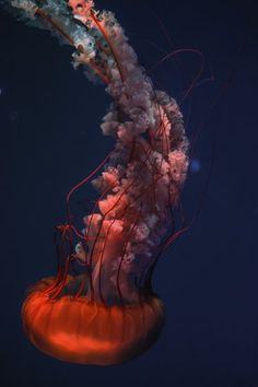 an orange jellyfish floating in the water