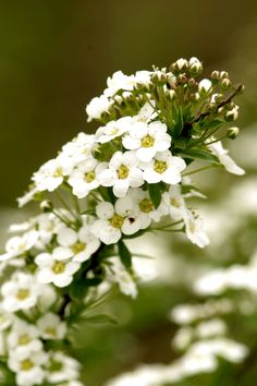 small white flowers with green leaves in the background