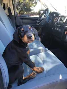 a black and brown dog sitting in the back seat of a car