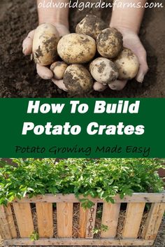 how to build potato crates in the garden