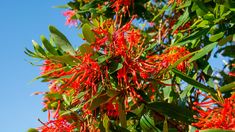 bright red flowers are blooming on the branches of a tree against a blue sky