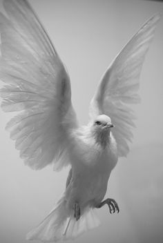 black and white photograph of a bird with wings spread out in the air, flying