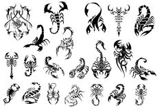 the different types of scorpions tattoo designs are shown in black and white, as well as